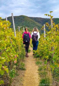 Trekking Cinque Terre vigne