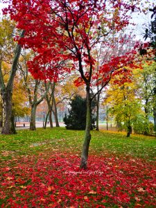 parco ducale parma foliage autunno