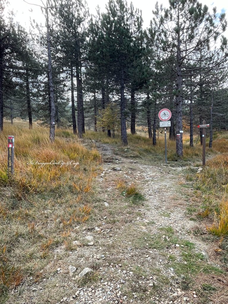 bivio sentiero bosco