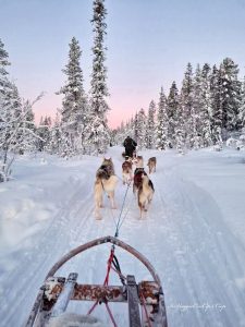 lapponia slitta husky
