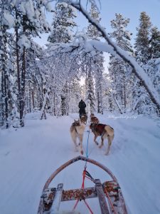 lapponia kiruna slitta husky