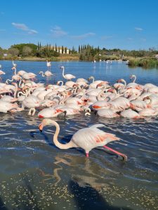 camargue fenicotteri