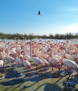 camargue fenicotteri