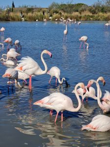 camargue provenza
