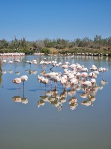 camargue provenza
