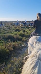 camargue cavalli provenza