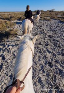 camargue cavalli provenza
