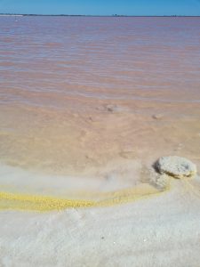 Salins du Midi provenza