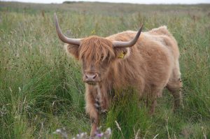 highlands