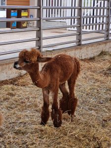 alpaca fattoria
