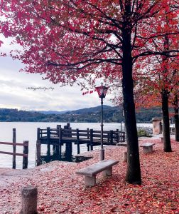 panorama foliage