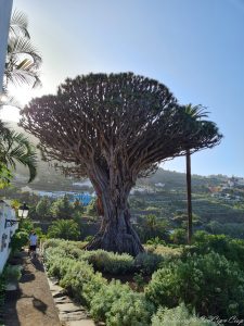 el drago millenario tenerife