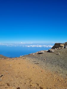 canarie