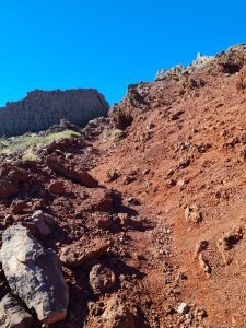 canarie
