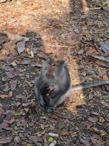 monkey forest ubud indonesia