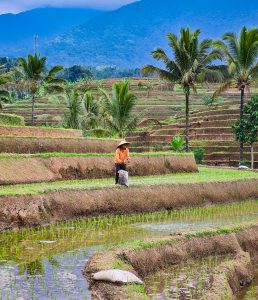 indonesia risaie