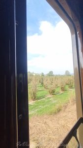 treno LMR