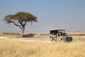 etosha national park namibia