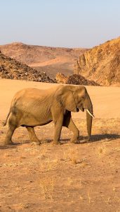 Namibia elefanti damaraland
