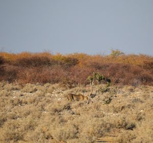 etosha national park namibia