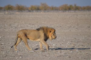 etosha national park namibia