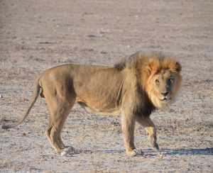 etosha national park namibia