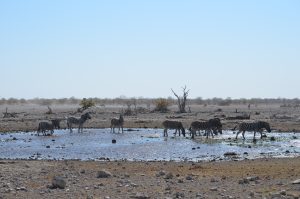 etosha national park namibia
