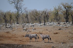 etosha national park namibia
