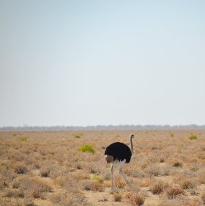 etosha national park namibia