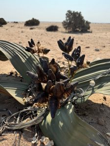 namibia