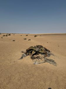 namibia