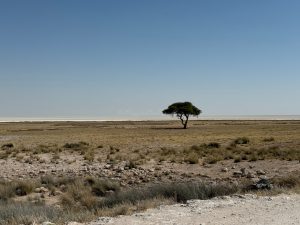 etosha national park namibia