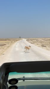 etosha national park namibia