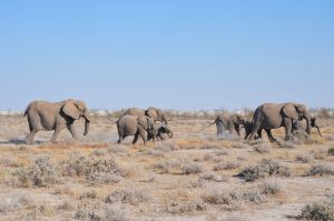 etosha national park namibia