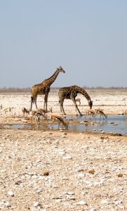 etosha national park namibia