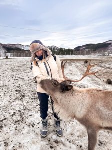 renne norvegia tromso