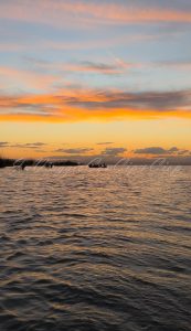 albufera