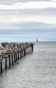 patagonia punta arenas