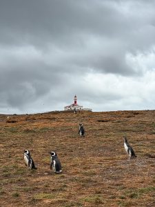 patagonia isola magdalena pinguini stretto magellano